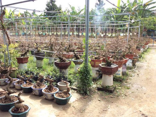 Vườn mai Bình Định chuẩn bị ra thị trường tết 2021